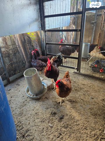 תמונת מודעה - חיות מחמד