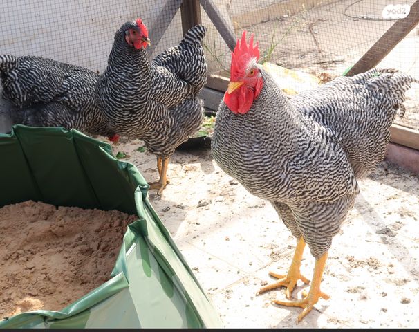 תמונת מודעה - חיות מחמד