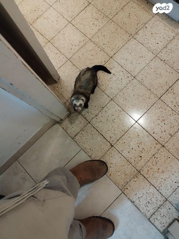 תמונת מודעה - חיות מחמד