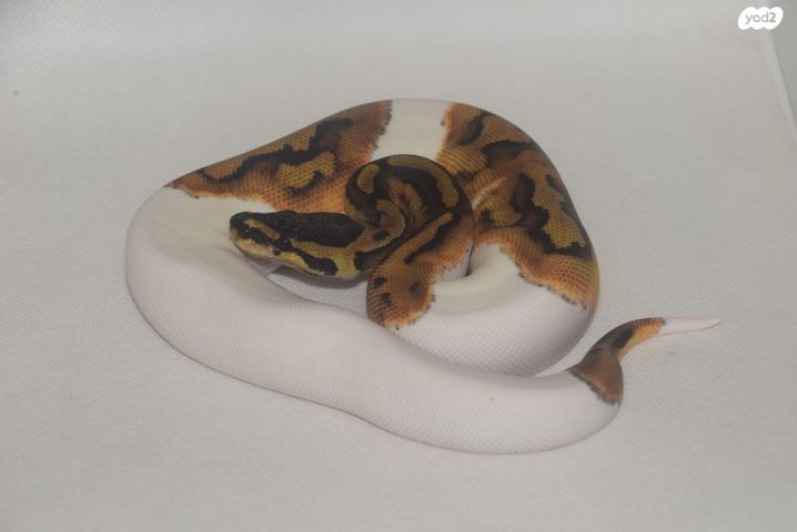 תמונת מודעה - חיות מחמד