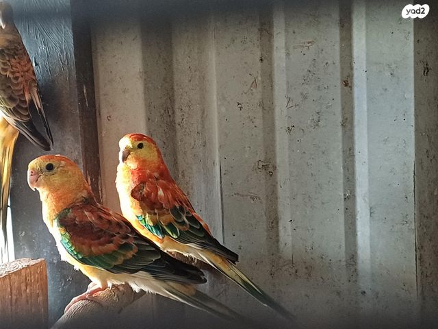 תמונת מודעה - חיות מחמד