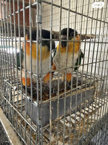 תמונת מודעה - חיות מחמד