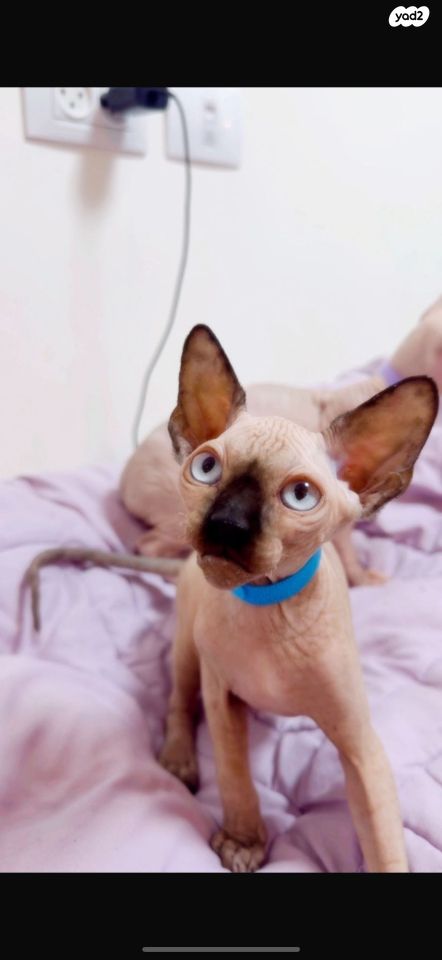 תמונת מודעה - חיות מחמד