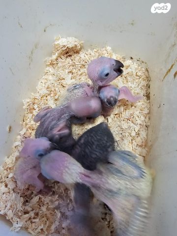 תמונת מודעה - חיות מחמד