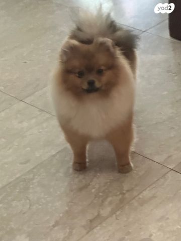 תמונת מודעה - חיות מחמד