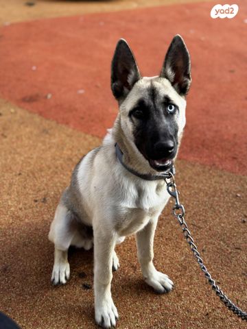 תמונת מודעה - חיות מחמד