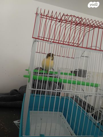 תמונת מודעה - חיות מחמד