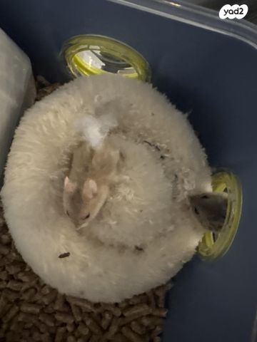 תמונת מודעה - חיות מחמד