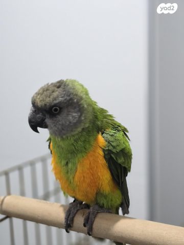 תוכי רופלס פארוט