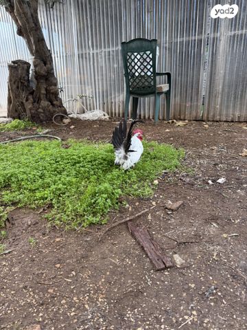 חיית משק סרהמה