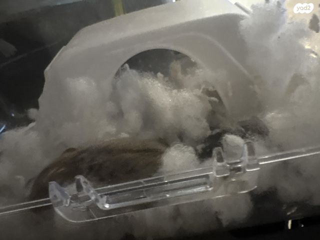 מכרסם אוגר סיבירי