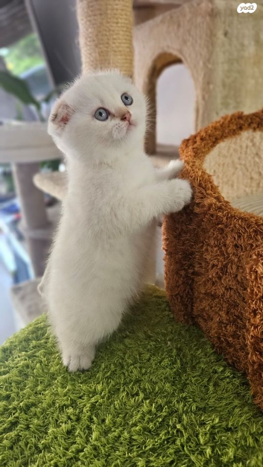 תמונת מודעה - חיות מחמד