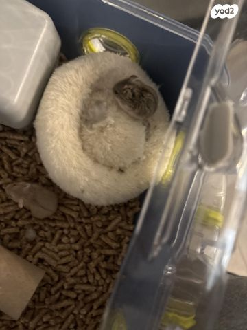 מכרסם אוגר סיבירי