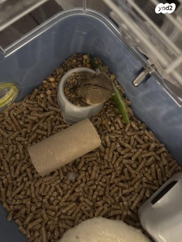 מכרסם אוגר סיבירי