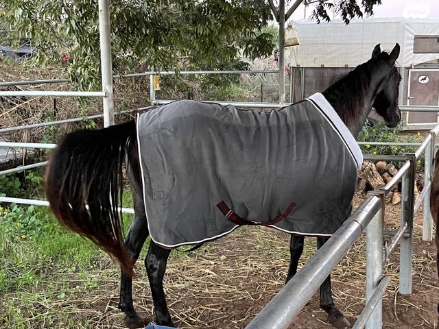 אביזרים | שמיכות