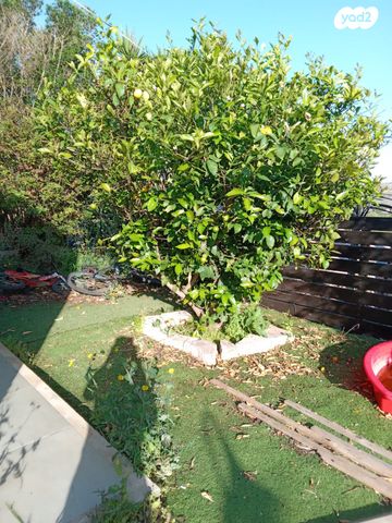 בית פרטי/ קוטג', ברכת האילנות 1, שילה, שילה