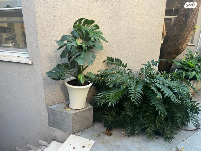 יחידת דיור, הדקל 16, לפיד, לפיד