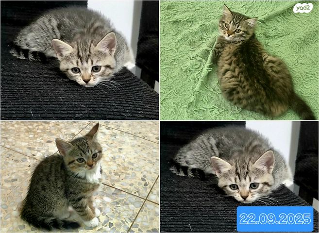 תמונת מודעה - חיות מחמד