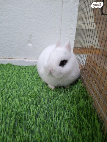 תמונת מודעה - חיות מחמד