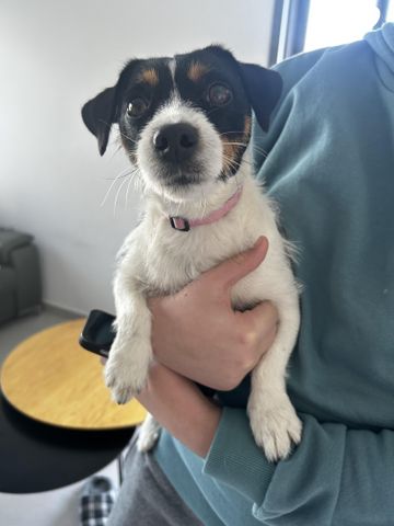 תמונת מודעה - חיות מחמד