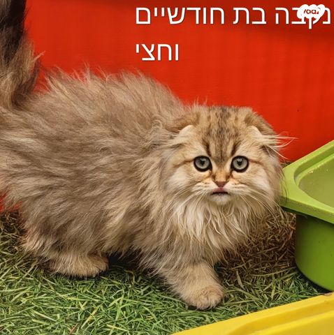 תמונת מודעה - חיות מחמד