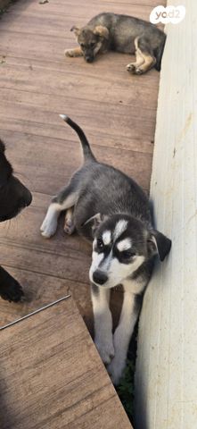 תמונת מודעה - חיות מחמד