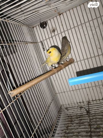 תמונת מודעה - חיות מחמד