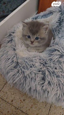 תמונת מודעה - חיות מחמד