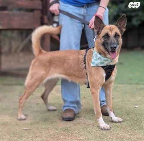 תמונת מודעה - חיות מחמד