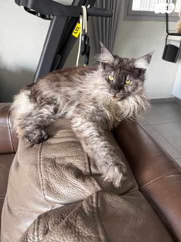 תמונת מודעה - חיות מחמד