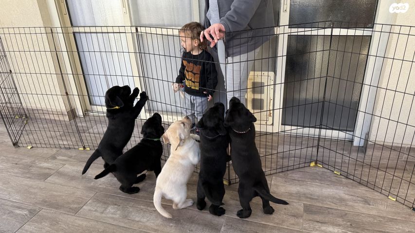 תמונת מודעה - חיות מחמד