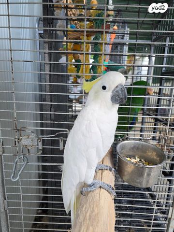 תמונת מודעה - חיות מחמד