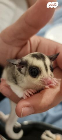 תמונת מודעה - חיות מחמד