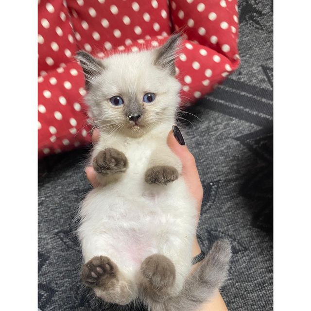 תמונת מודעה - חיות מחמד