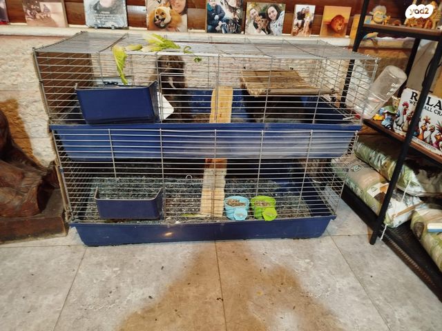 תמונת מודעה - חיות מחמד