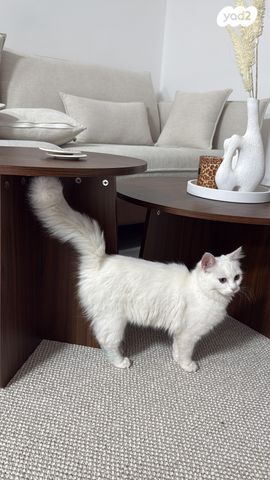 תמונת מודעה - חיות מחמד