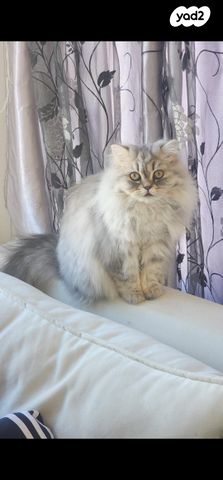 תמונת מודעה - חיות מחמד