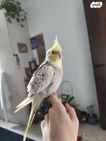 תמונת מודעה - חיות מחמד