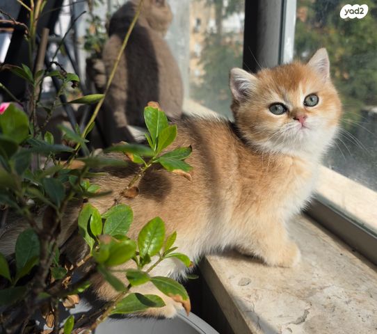 תמונת מודעה - חיות מחמד