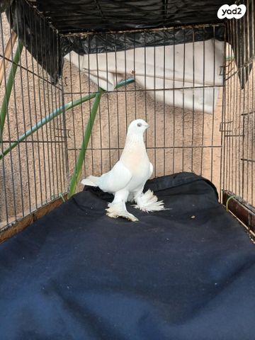 תמונת מודעה - חיות מחמד