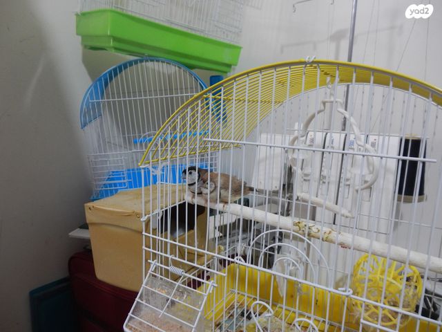 תמונת מודעה - חיות מחמד