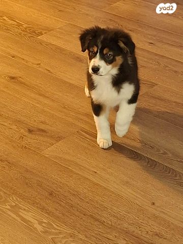 תמונת מודעה - חיות מחמד