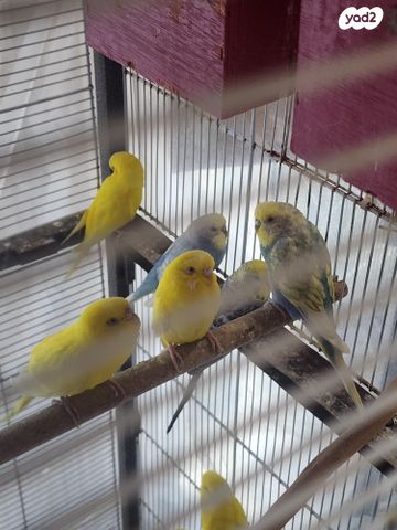 תמונת מודעה - חיות מחמד