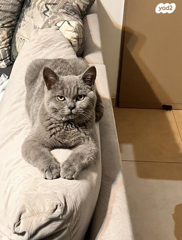 תמונת מודעה - חיות מחמד