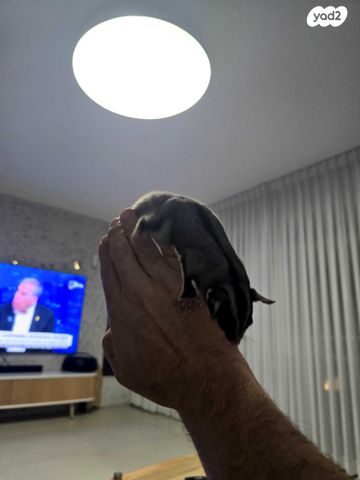 תמונת מודעה - חיות מחמד