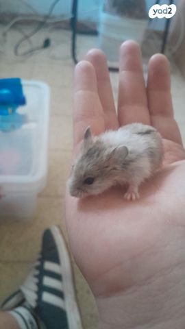 תמונת מודעה - חיות מחמד