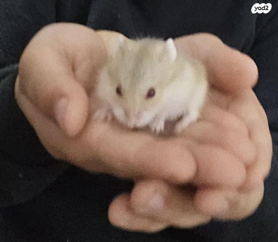 תמונת מודעה - חיות מחמד