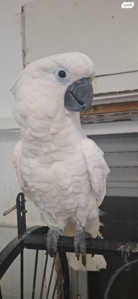 תמונת מודעה - חיות מחמד