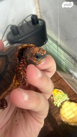 תמונת מודעה - חיות מחמד