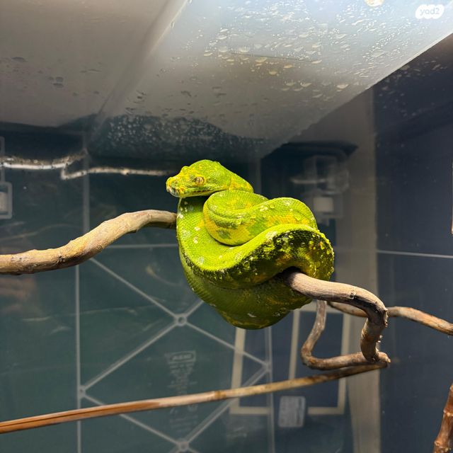 תמונת מודעה - חיות מחמד